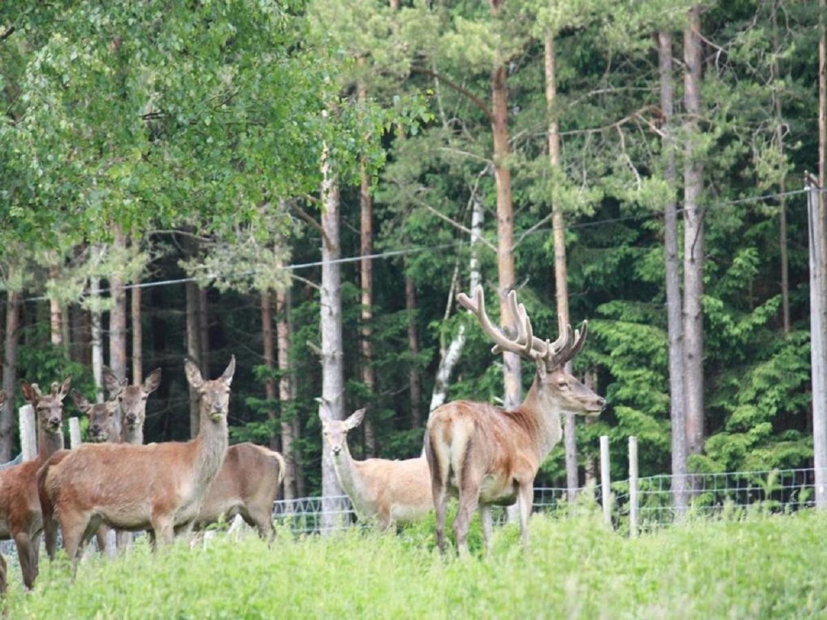 Penzion Hendlmuehle Wondreb Exteriér fotografie